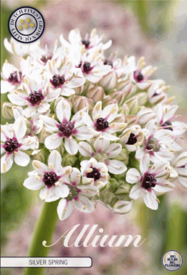 Laukka Basalticum Silver Spring