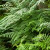 Thelypteris palustris