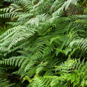 Thelypteris palustris