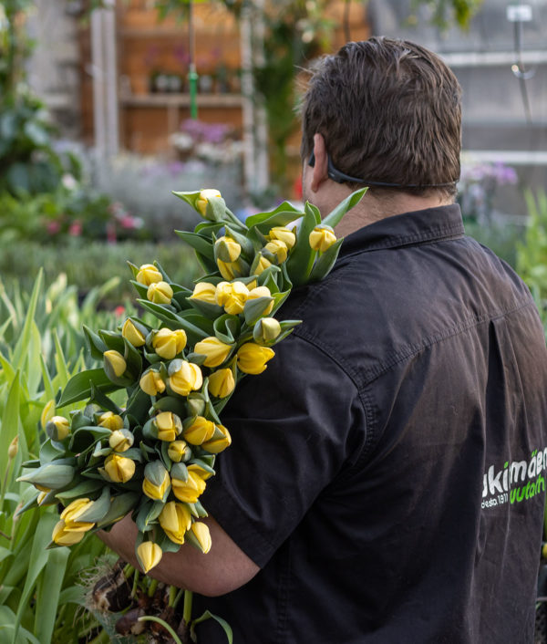 Päivän Tulppaanit Tavallinen - Image 2