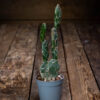 Opuntia Cobra -kaktus harmaassa ruukussa puupöydällä, versoissa vaalea käärmeennahkamainen verkkokuvio