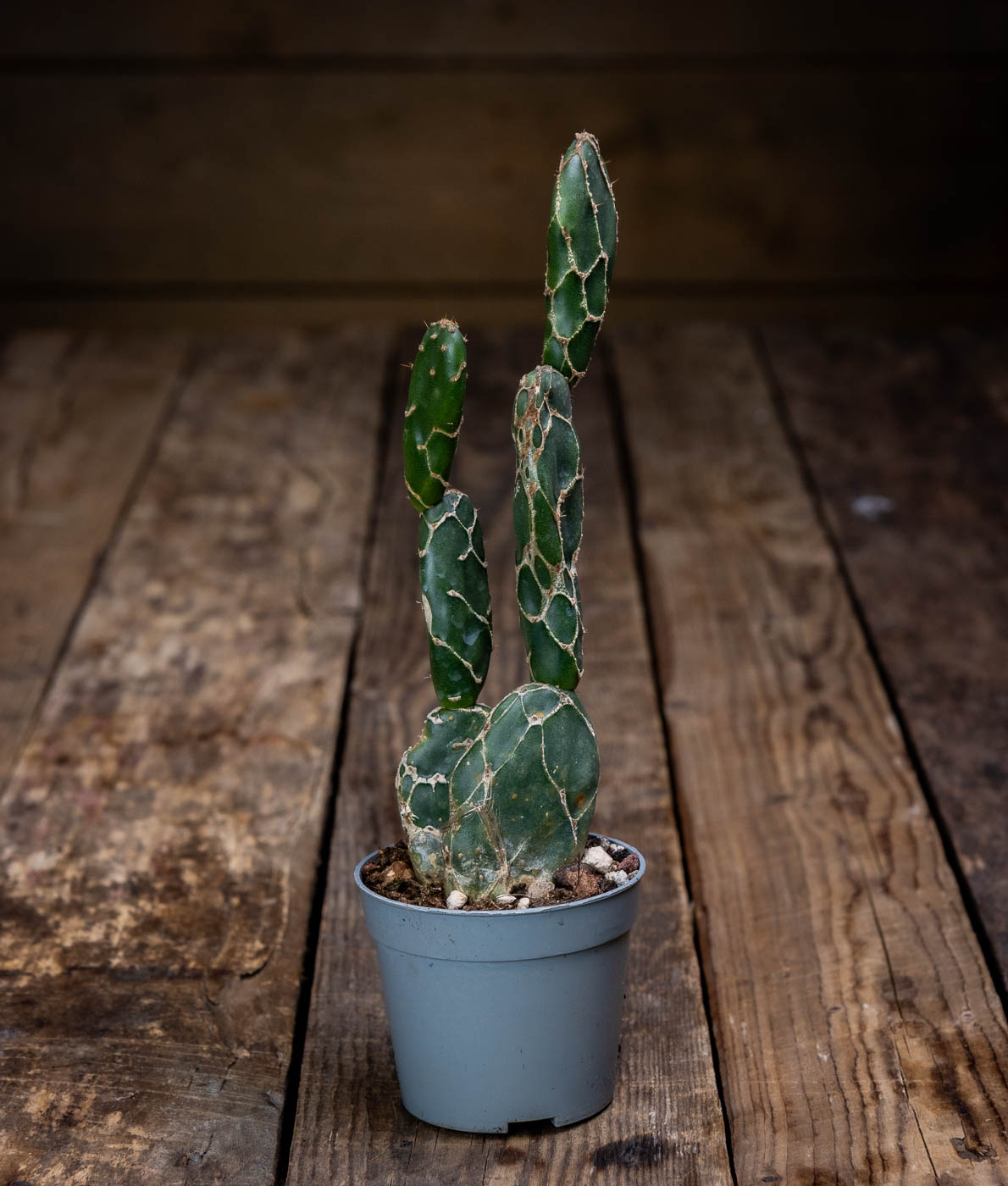 Opuntia Cobra -kaktus harmaassa ruukussa puupöydällä, versoissa vaalea käärmeennahkamainen verkkokuvio