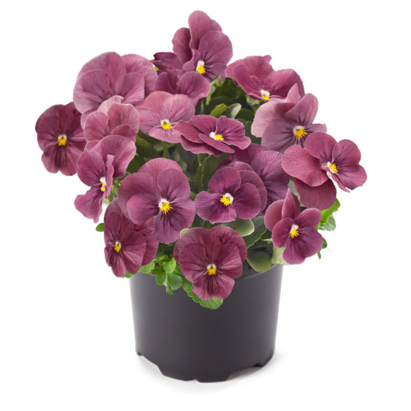 Orvokki Orchid