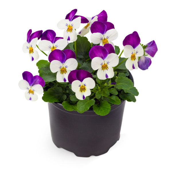 Orvokki Persian Pink - Image 2