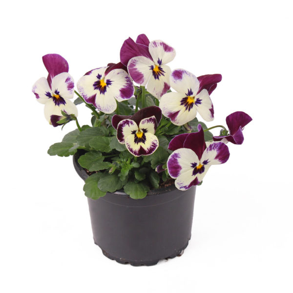 Orvokki Victoriana