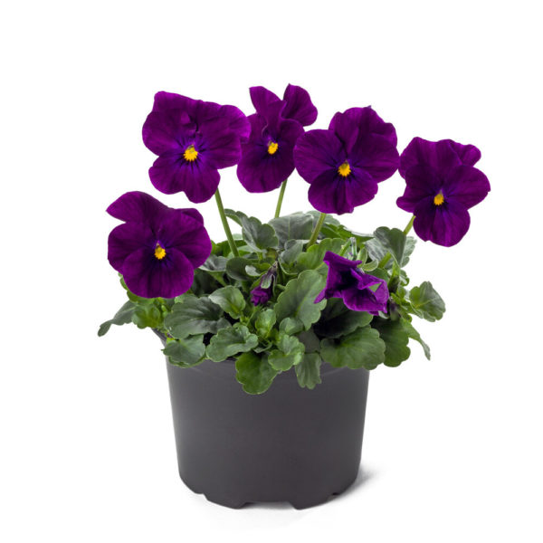 Orvokki Violet - Image 2