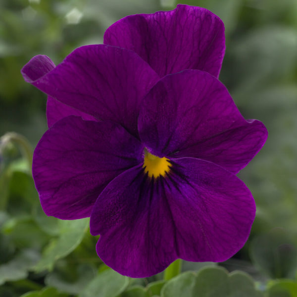 Orvokki Violet