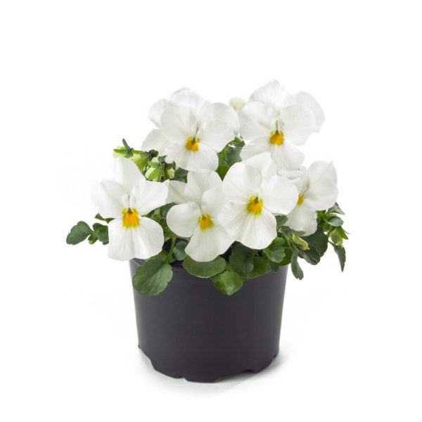 Orvokki White - Image 2