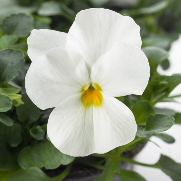 Orvokki White