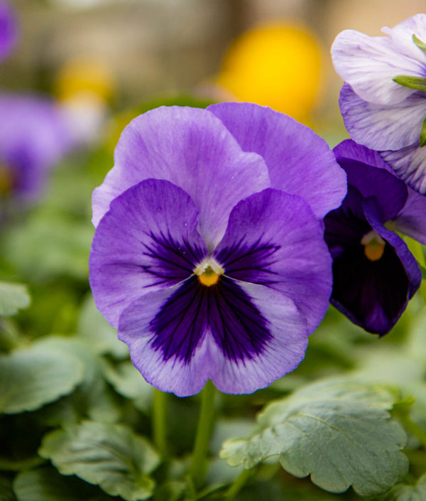 Tarhaorvokki F1 Lavender Shades