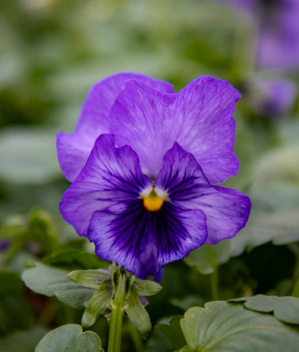 Tarhaorvokki F1 Lavender Shades - Image 2