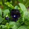 musta kukkainen orvokki