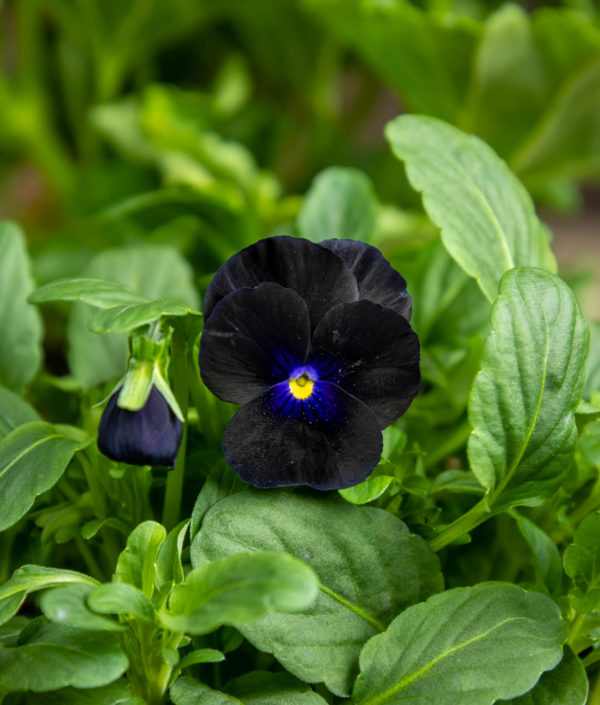 musta kukkainen orvokki