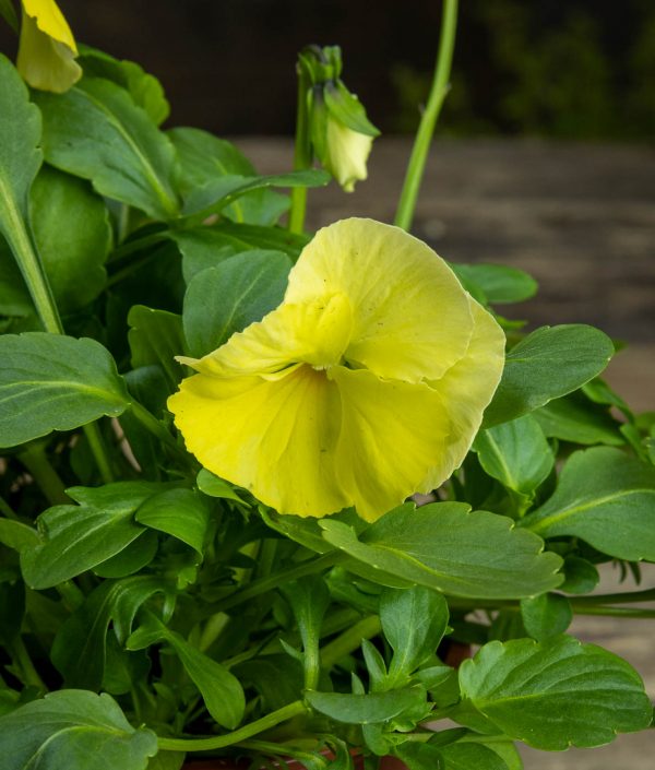 Orvokkiruukku Primrose R13 - Image 2