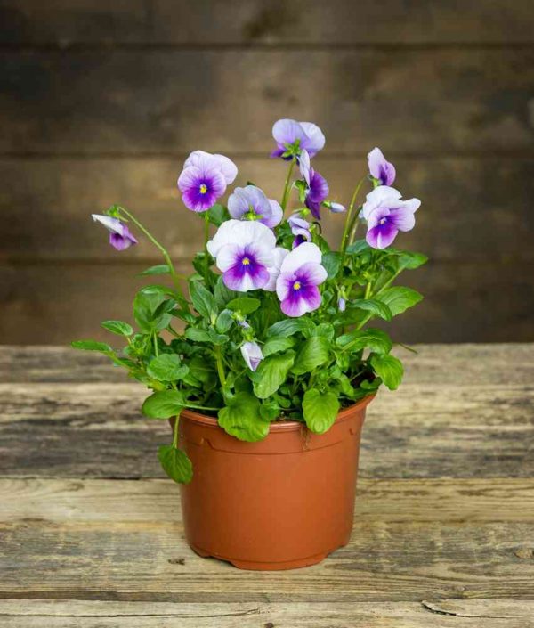 Orvokkiruukku Sor Orchid Rose Beacon