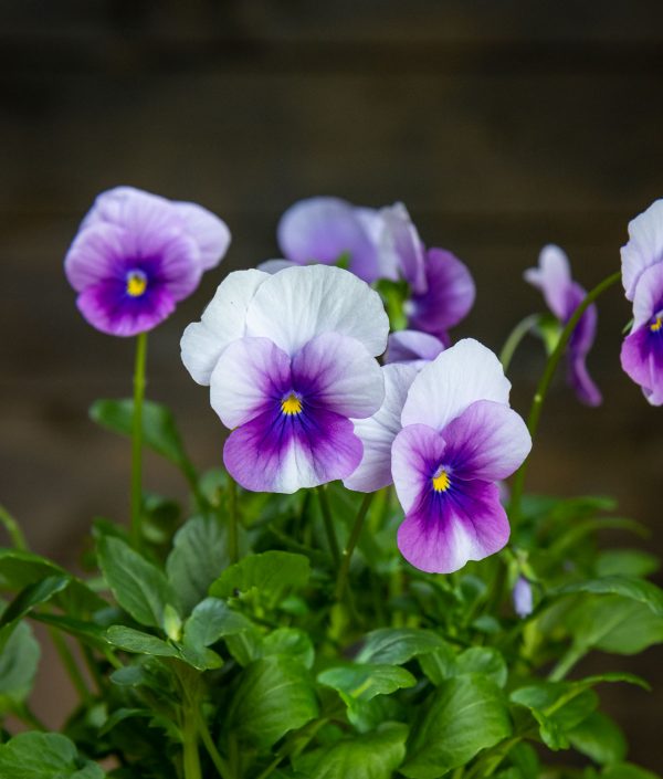 Orvokkiruukku Sor Orchid Rose Beacon - Image 2