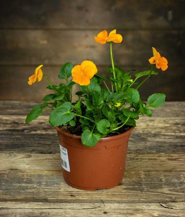 Orvokkiruukku Sorbet Deep Orange R13