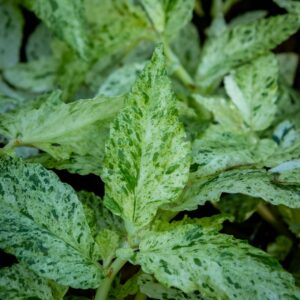 Pantteriköynnös Variegata, valkotäpläiset hammaslaitaiset lehdet lähikuvassa