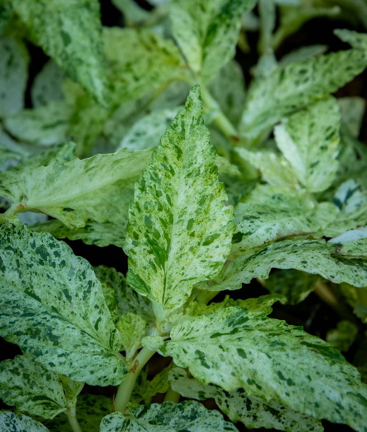 Pantteriköynnös Variegata, valkotäpläiset hammaslaitaiset lehdet lähikuvassa