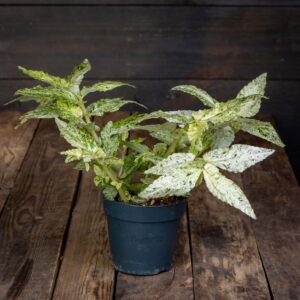 Pantteriköynnös Variegata (Pellionia) ruukussa puupöydällä