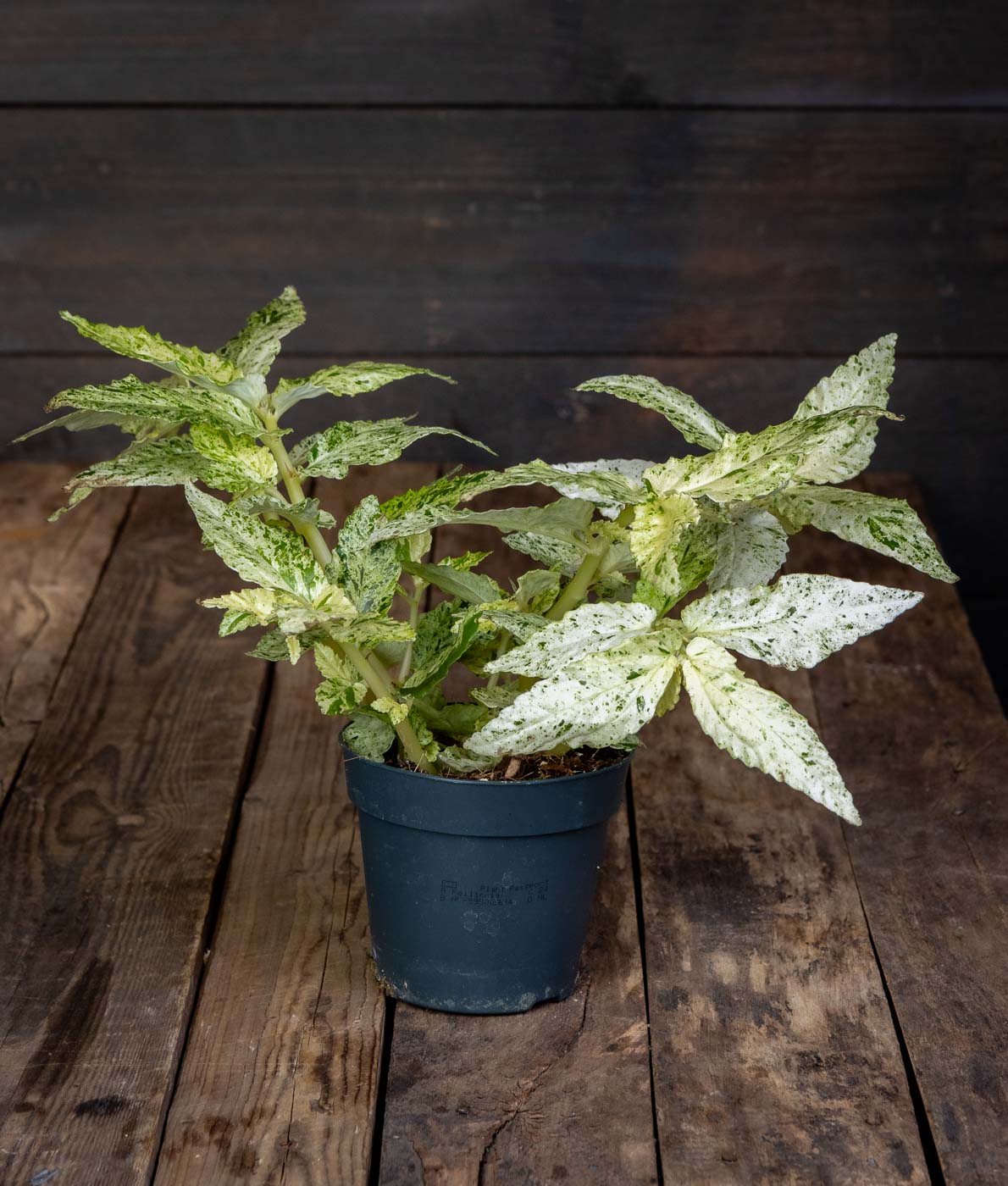 Pantteriköynnös Variegata (Pellionia) ruukussa puupöydällä