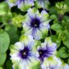 Kaksivärinen petunia, jonka terälehdissä yhdistyvät raikas limenvihreä ja syvä luumunvioletti upealla suonikuvioinnilla.
