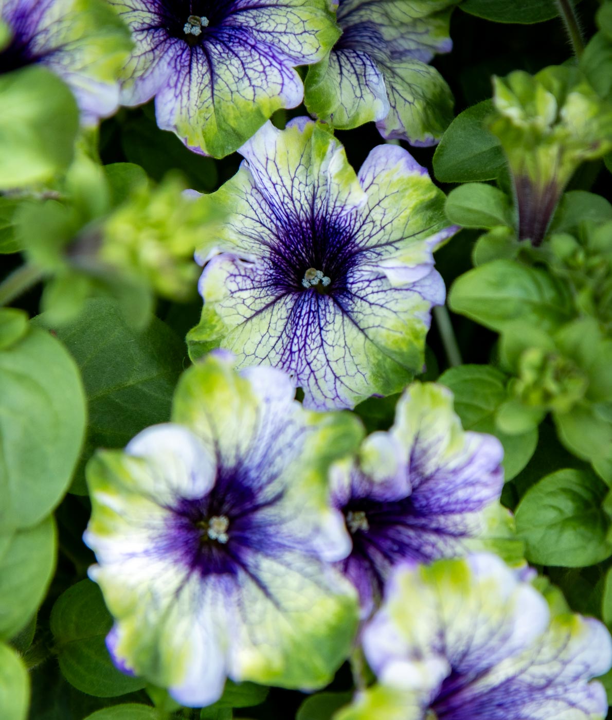 Kaksivärinen petunia, jonka terälehdissä yhdistyvät raikas limenvihreä ja syvä luumunvioletti upealla suonikuvioinnilla.