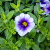 Violetin ja valkoisen sävyinen pikkupetunia, jonka kukkien keskellä on kirkkaankeltainen nielu, kukkii runsaana vihreää lehdistöä vasten.
