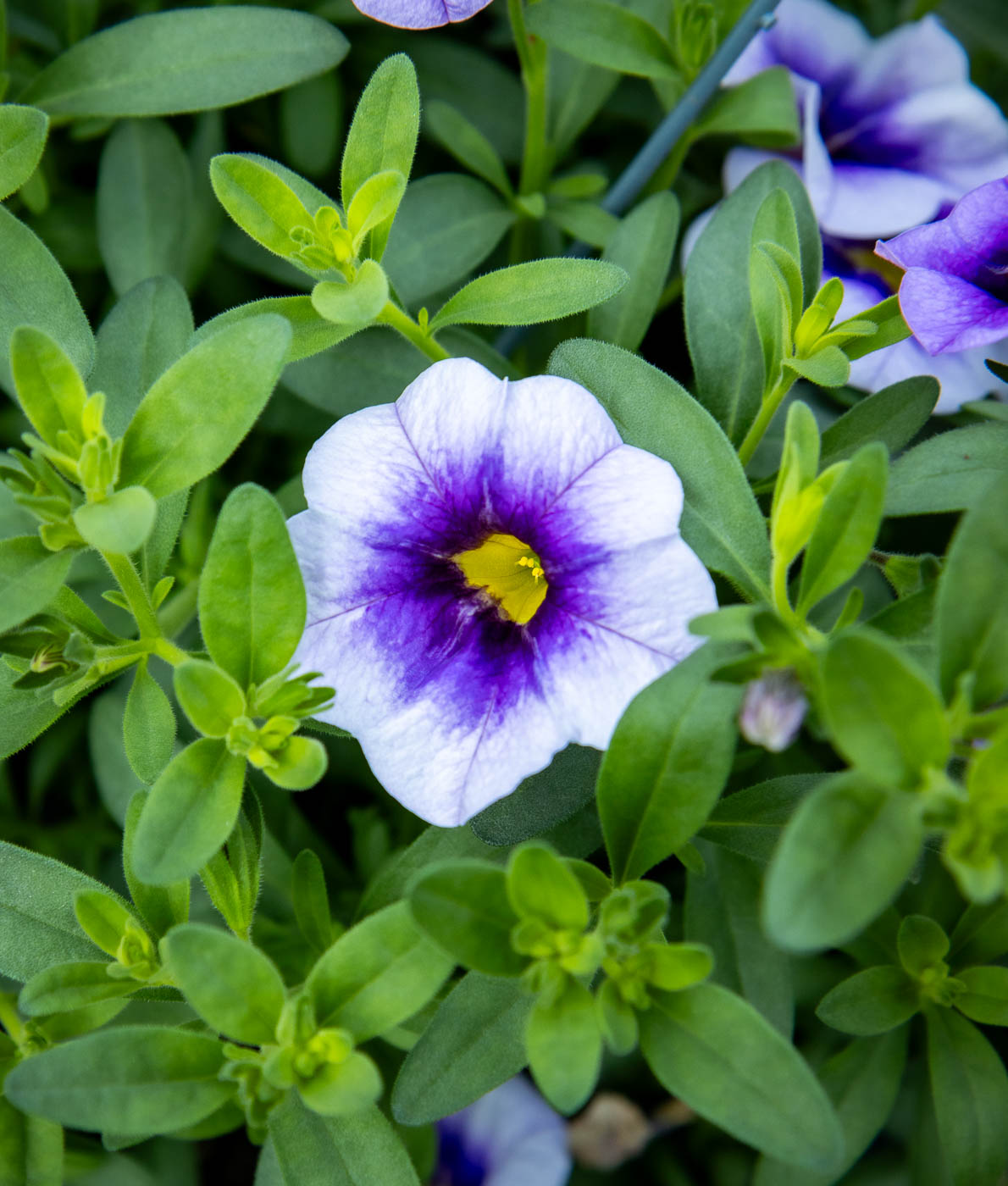 Violetin ja valkoisen sävyinen pikkupetunia, jonka kukkien keskellä on kirkkaankeltainen nielu, kukkii runsaana vihreää lehdistöä vasten.