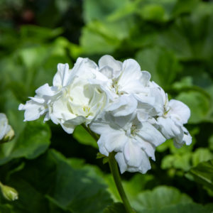 valkoinen pelargonin kukka