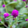 Kirkkaan lila ja pyöreä pallohäntä Gomphrena -kukka tuoreiden vihreiden lehtien ympäröimänä aurinkoisessa puutarhassa.