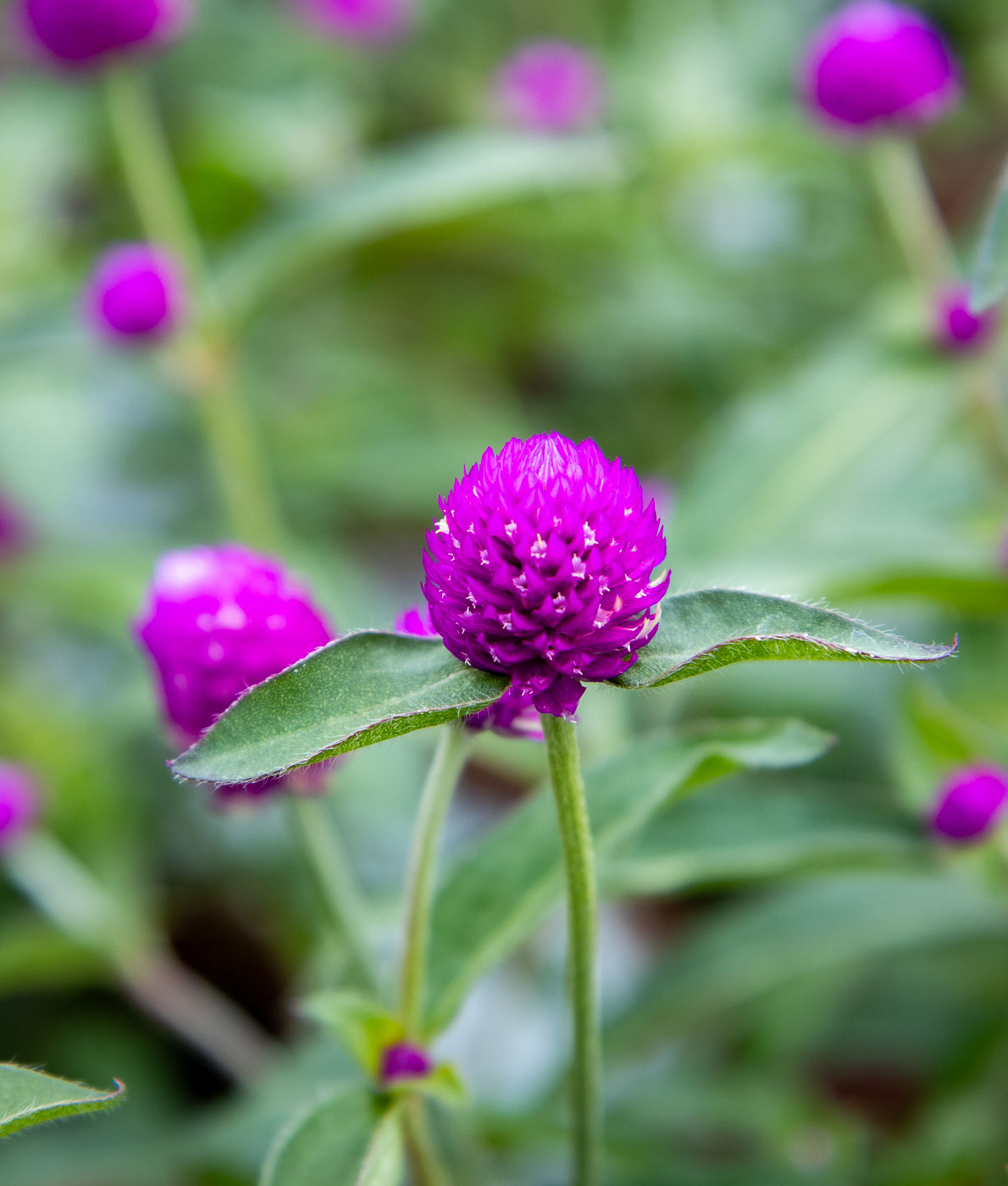 Kirkkaan lila ja pyöreä pallohäntä Gomphrena -kukka tuoreiden vihreiden lehtien ympäröimänä aurinkoisessa puutarhassa.