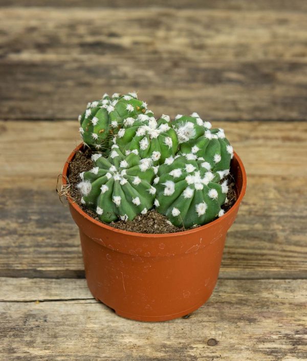 Pallokaktus Oxygona