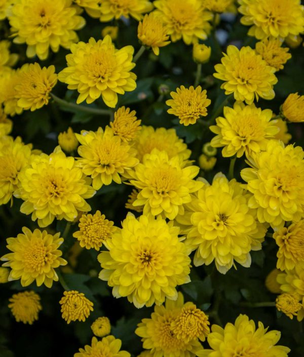 Pallokrysanteemi Mix - Image 6