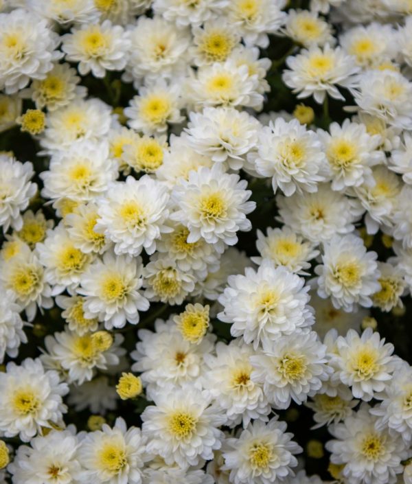 Pallokrysanteemi Mix - Image 3
