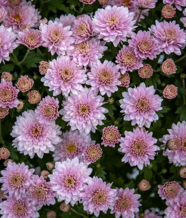 Pallokrysanteemi Mix - Image 4