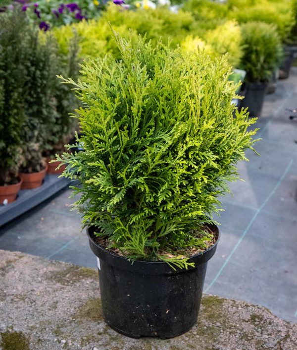 Pallotuija