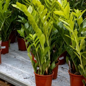 Tiiviskasvuinen ja tummanvihreä Palmuvehka Pixie ruskeassa viljelyruukussa.