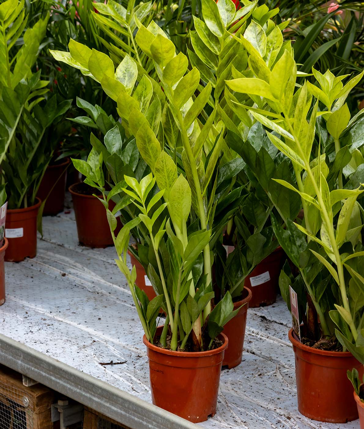 Tiiviskasvuinen ja tummanvihreä Palmuvehka Pixie ruskeassa viljelyruukussa.