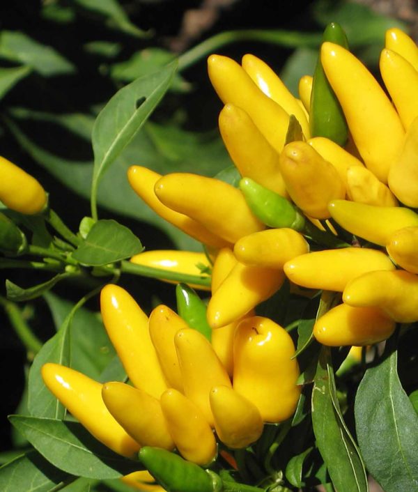 Paprika Lemon Dream