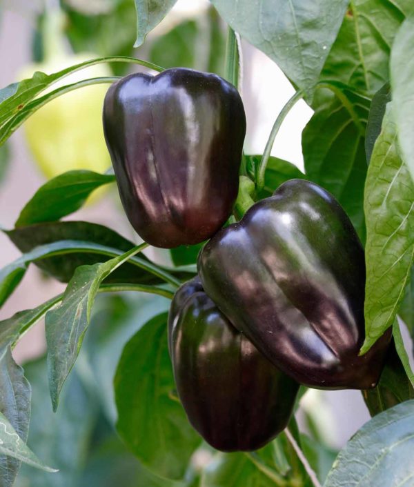Paprika Mavras