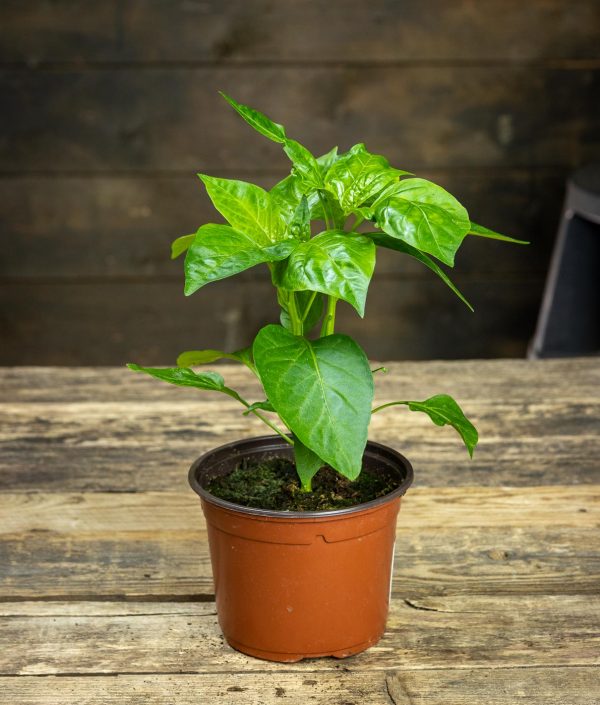 Paprika Paradise