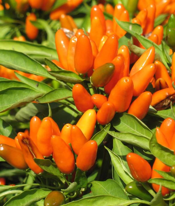 Paprika Tangerine Dream