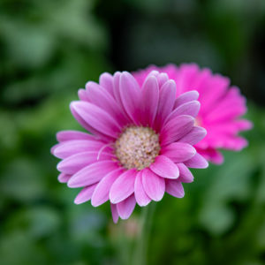 ruukku gerbera
