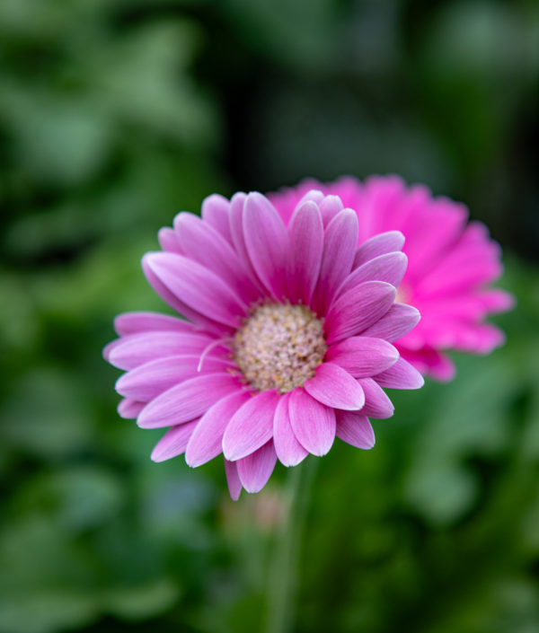 ruukku gerbera