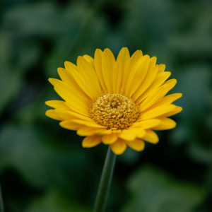 ruukku gerbera