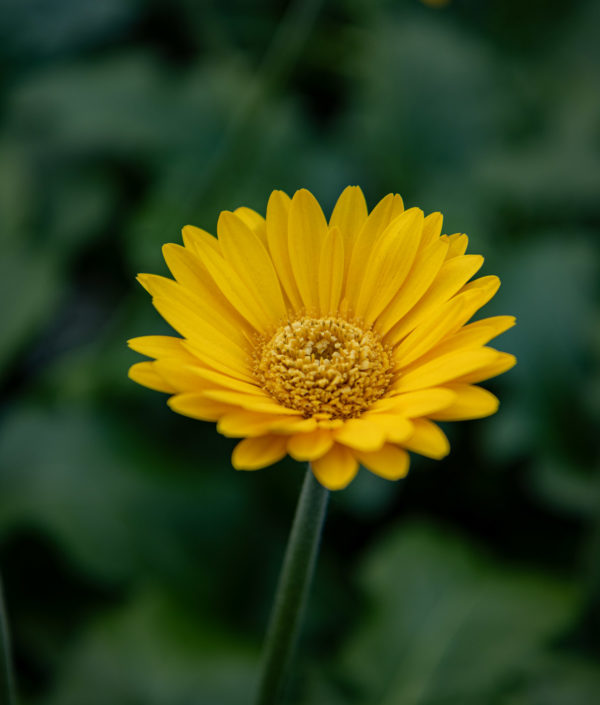 ruukku gerbera