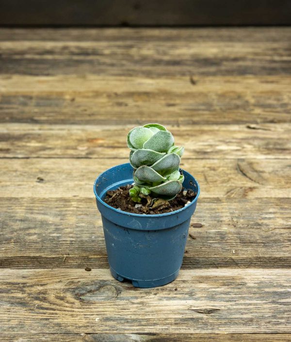 Paunikko Pagoda Variegated ruukussa