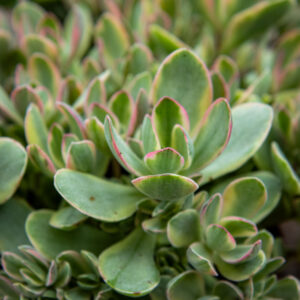 Paunikko Rusby Variegata
