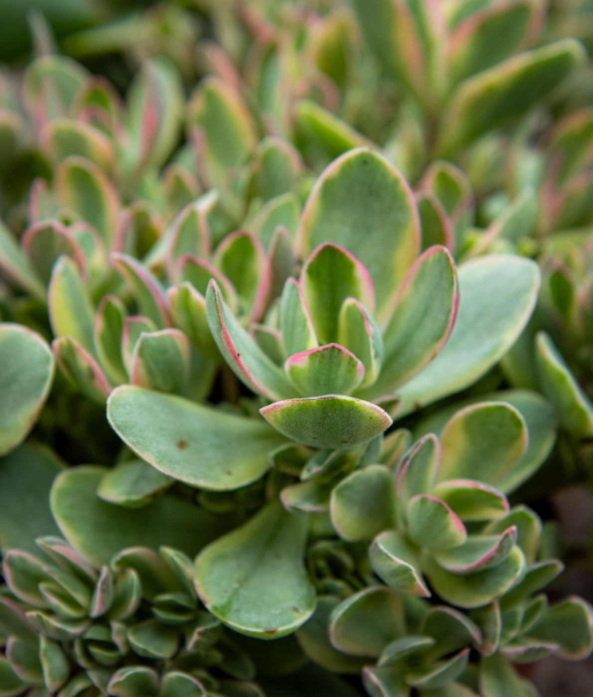 Paunikko Rusby Variegata